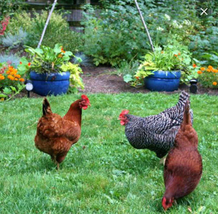 خرید کود مایع