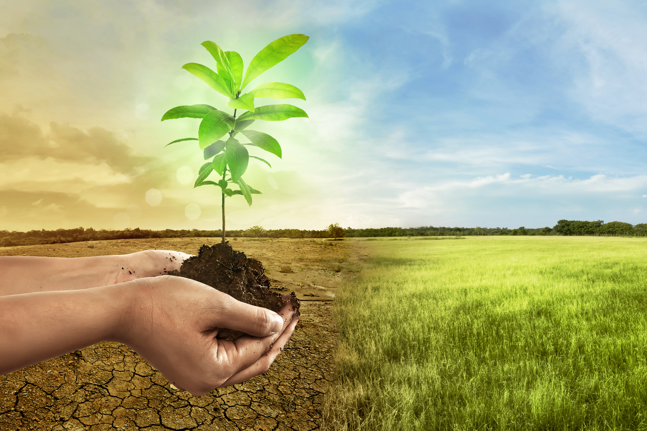 قیمت کود مرغی