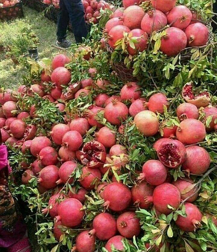 کشاورزی ایران