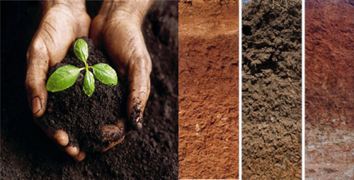 خریدار کود مرغی