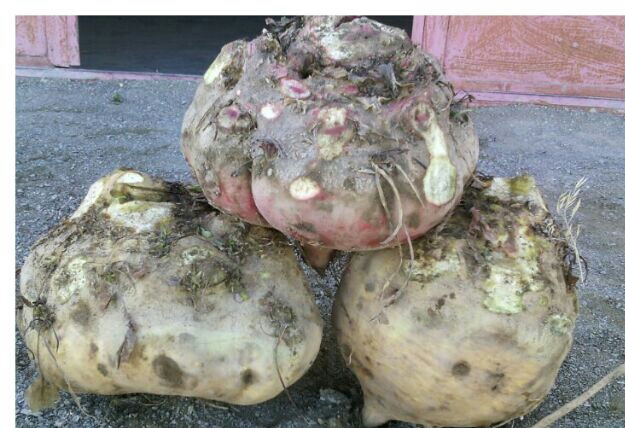 فروش کود مرغی پلیت