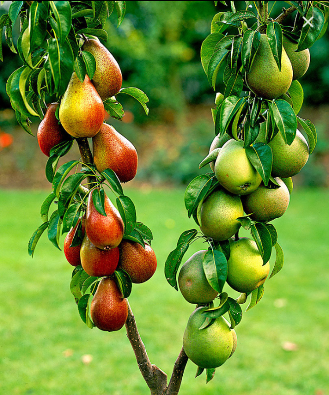 خرید آنلاین کود