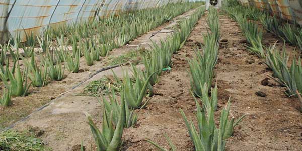 قیمت کود سولفات آهن