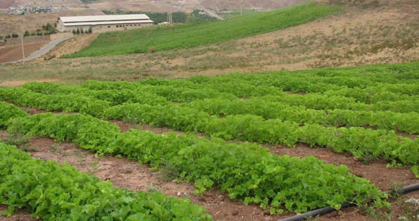 خرید کود مرغی غنی شده