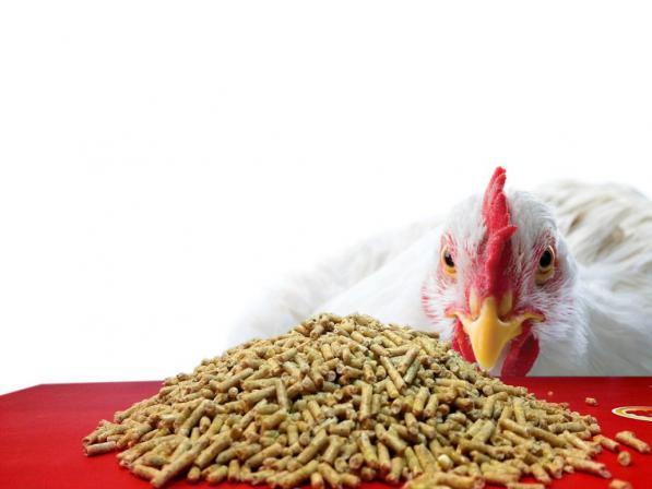 خریدار انواع کود مرغی درجه یک در ایران