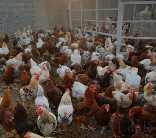 قیمت فروش کود مرغی در ایران