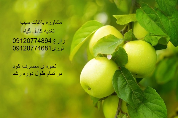 قیمت کود مرغی درخت سیب