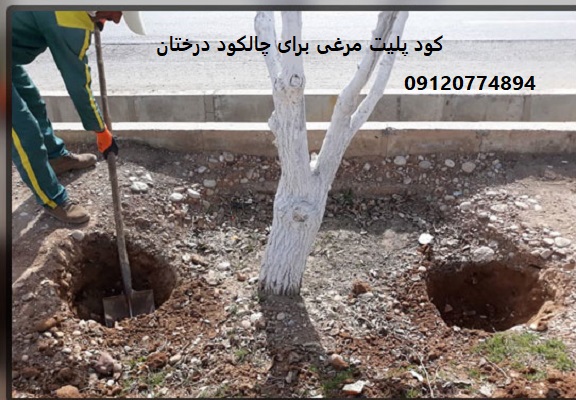 کود مرغی برای درختان