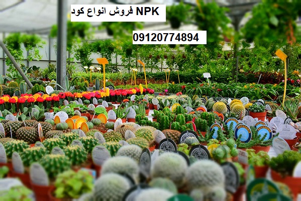 کود مرغی برای سیب