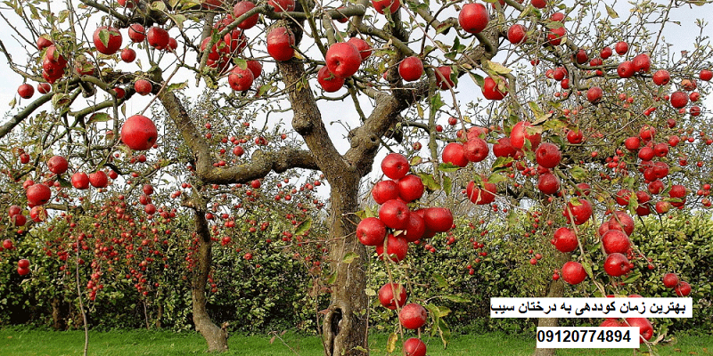 کود مرغی برای سیب
