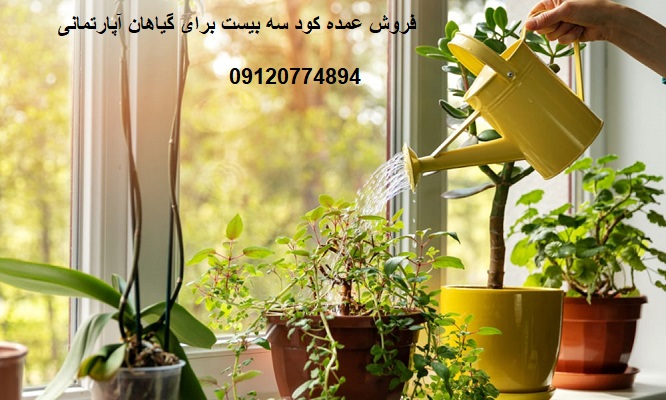 کود مرغی درخت سیب