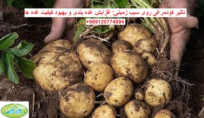 کود مرغی برای سیب زمینی