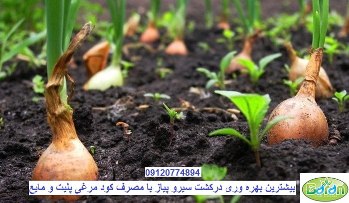 کود مرغی برای پیاز