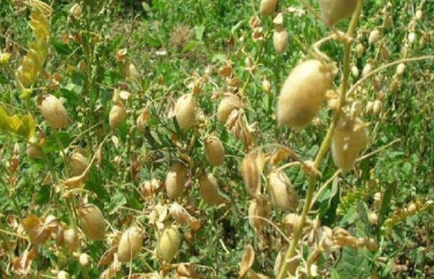 کود مرغی