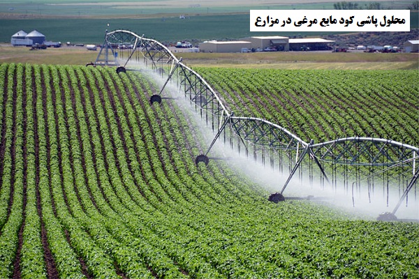 کود مایع مرغی