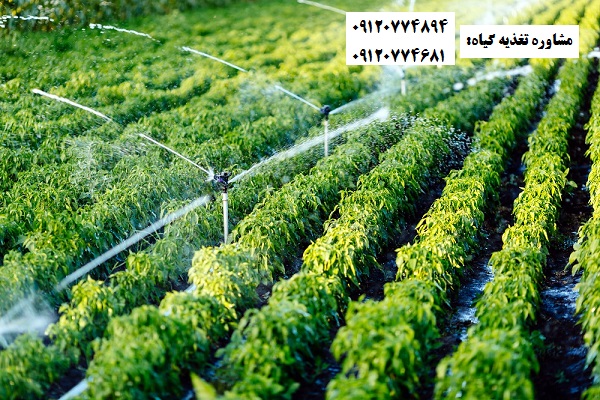 کود مایع مرغی