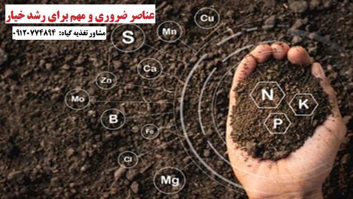 کود مایع مرغی برای خیار