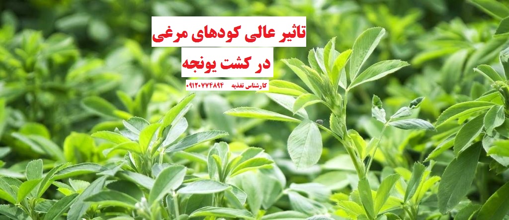 کود مرغی برای یونجه