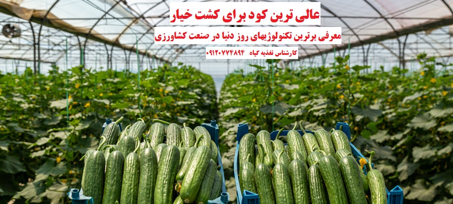 کود مایع مرغی
