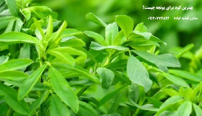 قیمت کود مرغی
