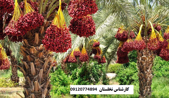 کود برای خرما
