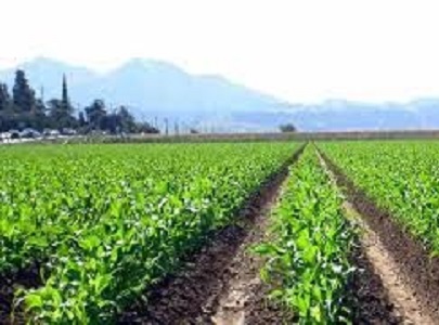 کود مایع مرغی