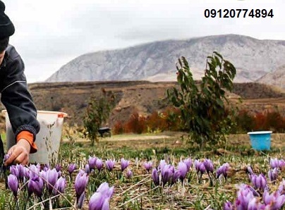 اسید هیومیک برای زعفران