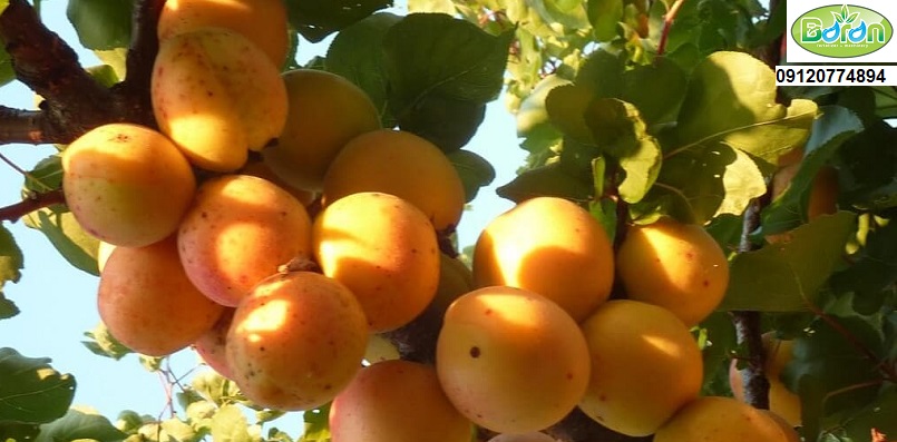 اسید هیومیک برای زردآلو