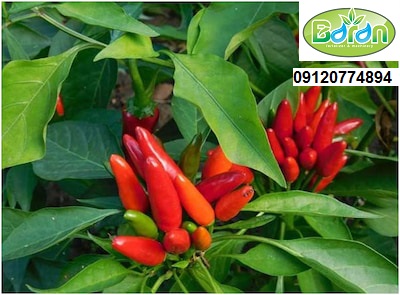 فروشگاه کود اسید هیومیک