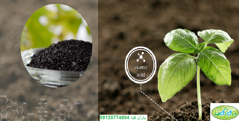 کود هیومیک اسید