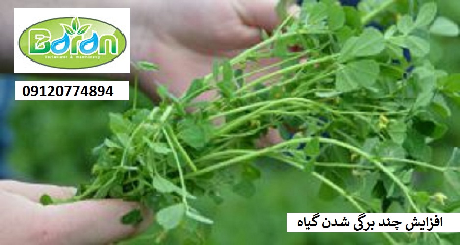 کود سولفات