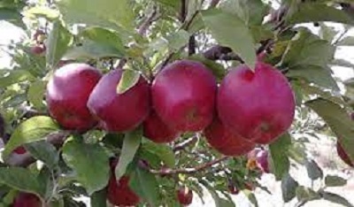 خاصیت کود گوگرد مایع برای درخت سیب/فروش عمده (tonage)