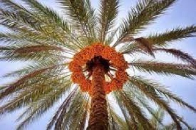 فروش کود خرما