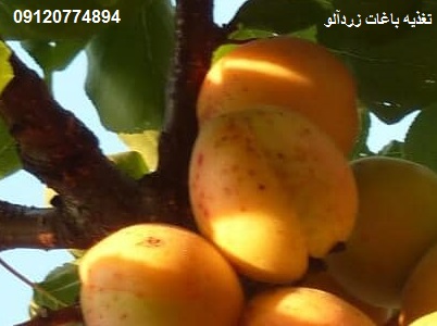 کود جلبک دریایی برای زردآلو