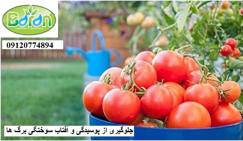 خرید کود نیترات