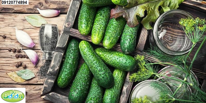 کود جلبک دریایی برای خیار