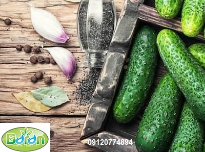 بهترین کود برای خیار