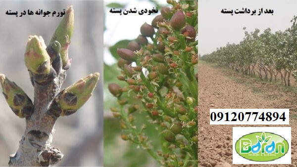خرید کود فروت ست 