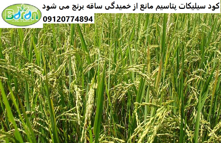کودسیلیکات پتاسیم