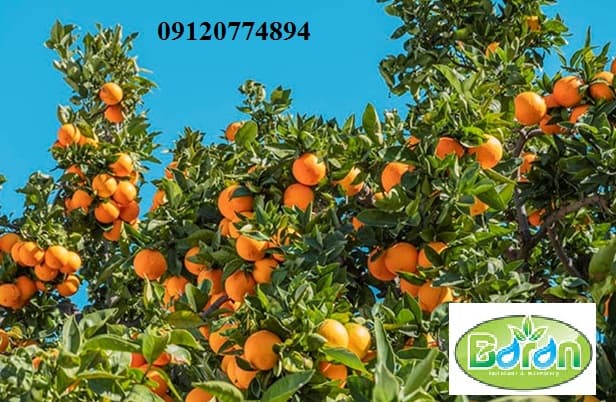 خرید و فروش کود فروت ست