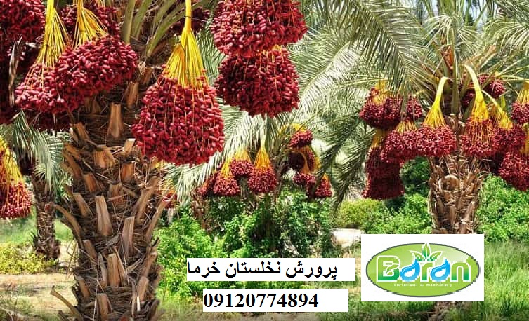 کود
