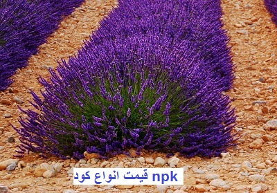 کود کامل npk