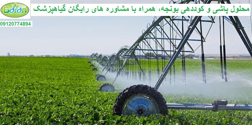 کود npk برای یونجه