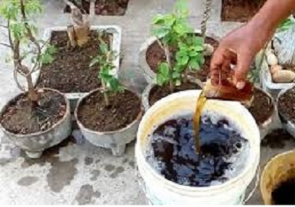 کود مایع مرغی