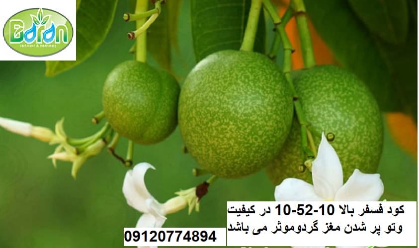 کود 10-52-10 npk