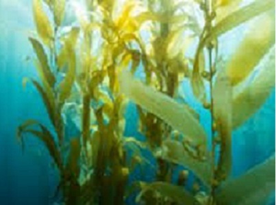 کاربرد کود جلبک دریایی پودری  seaweed