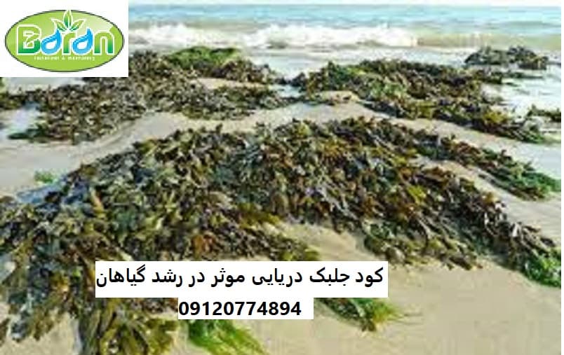 کود جلبک دریایی اسپانیایی پودری
