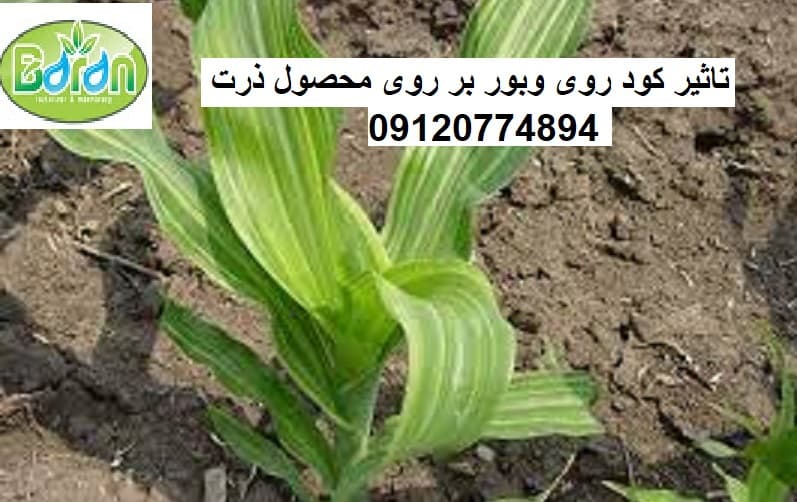 کود روی وبر چه مزایایی دارد