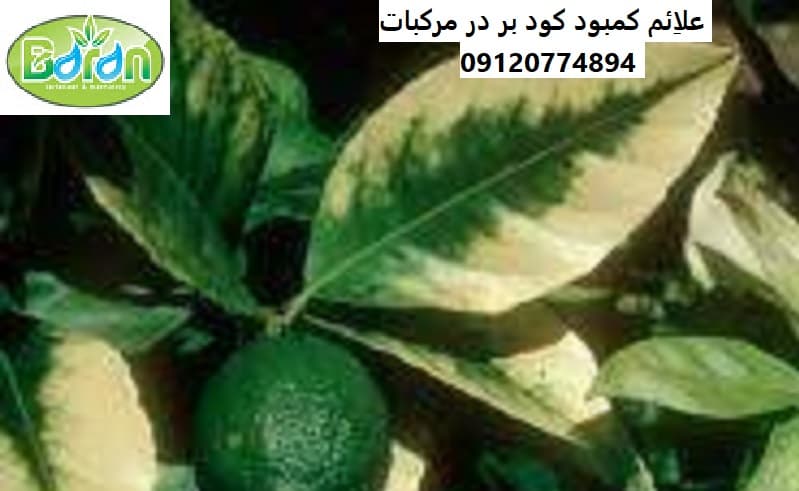 مزایای کود روی و بور