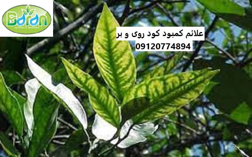 نحوه خرید کود روی وبور